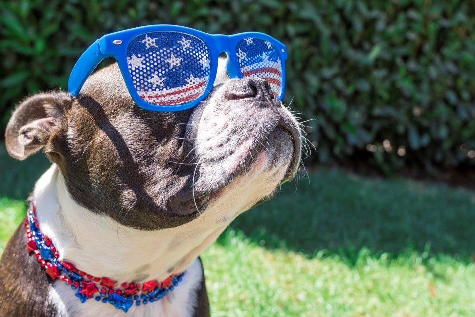 Image of a dog with sunglasses on
